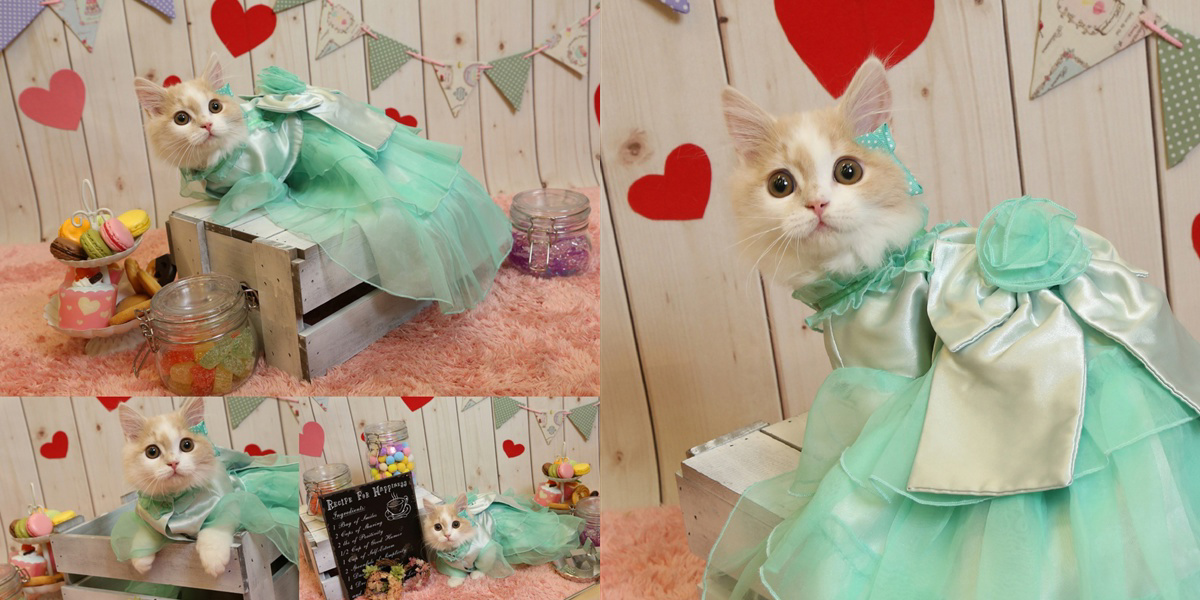 マンチカンのココ王子の作品 「ココ王子COLLECTION」 | フォトブック