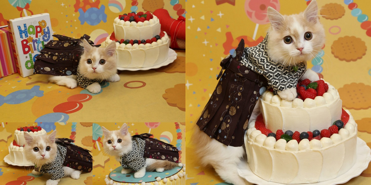 cocoru様　作品ご確認ページ マンチカンのココ王子の作品 「ココ王子COLLECTION」 | フォトブック