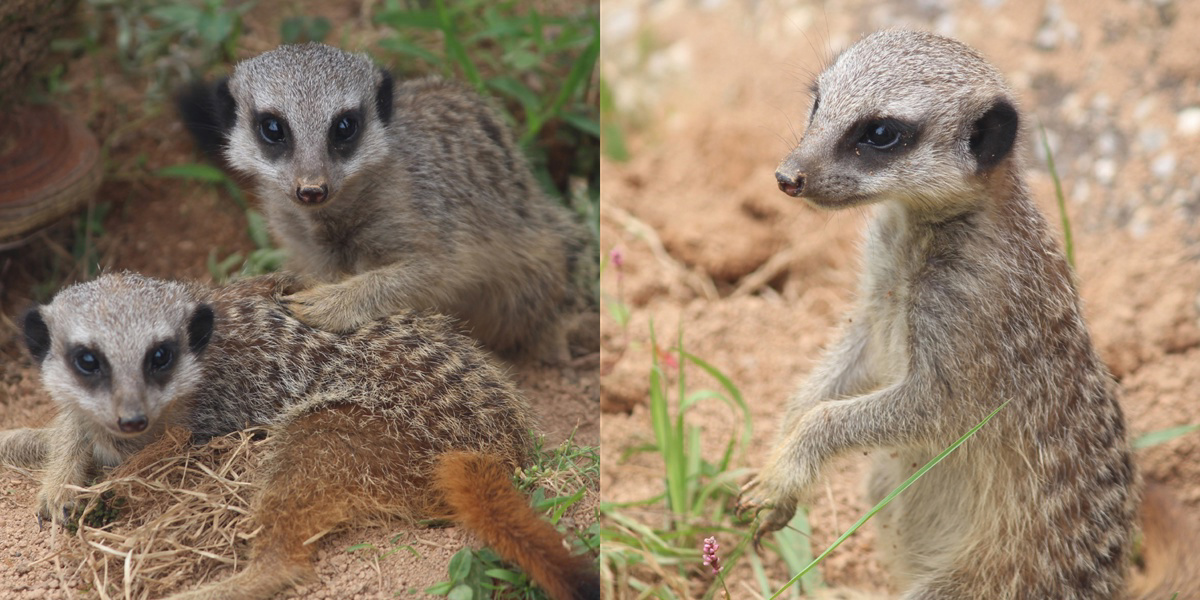 chihacoの作品 「宮崎市フェニックス自然動物園」 | フォト