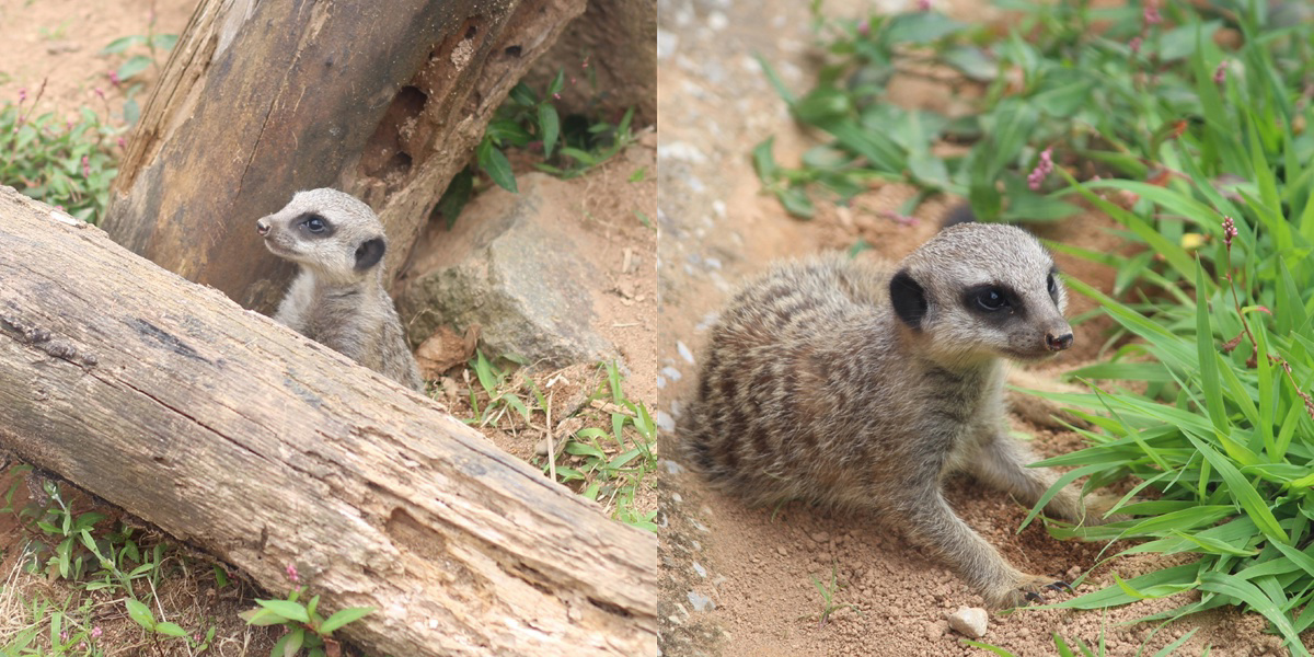 ミーアキャット googooのミーアキャットさんたち