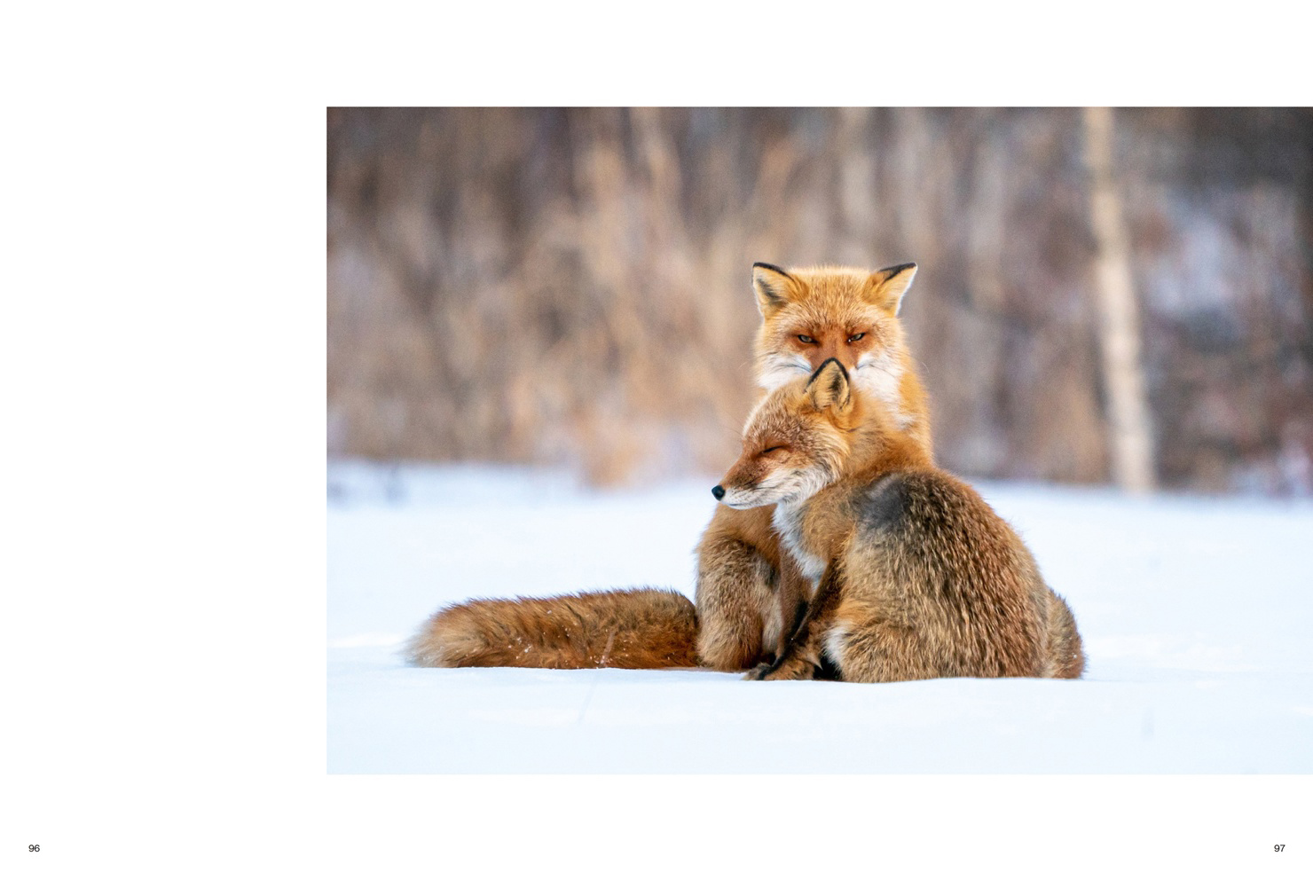 北海道の可愛い動物 A4写真プリント ガラス入り額装 ～キタキツネ②