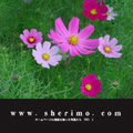 www.sherimo.com