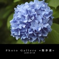  Photo Gallere =散歩道=