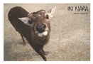 in Nara