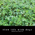 Slow life with dogs