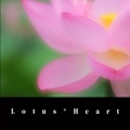 Lotus*Heart