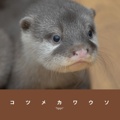 コツメカワウソ