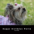 Happy Birthday Purin