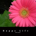 Happy Life  