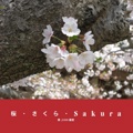 桜・さくら・Sakura