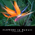 FLOWERS in Hawaii