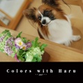 Colors with Haru