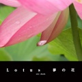 Lotus 夢の花