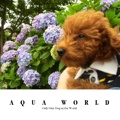 AQUA WORLD