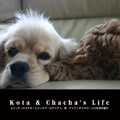 Kota & Chacha's Life