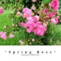 *Spring Rose*