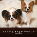 Lovely Papillons 5