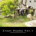 Giant Panda Vol.1