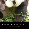Giant Panda Vol.3