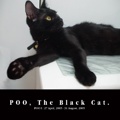 POO, The Black Cat.