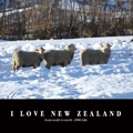 I LOVE NEW ZEALAND