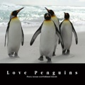 Love Penguins