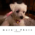 maru's Photo