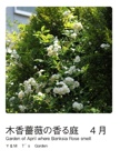 木香薔薇の香る庭　４月