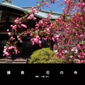 鎌倉 花の寺