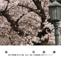 桜  花回廊