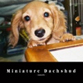 Miniature Dachshud