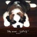 My sweet  “LOVE ”