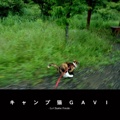 キャンプ猫ＧＡＶＩ