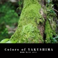 Colors of YAKUSHIMA