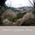 Sakura/Yoshino/Nara