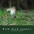 Wild Bird Square
