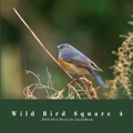 Wild Bird Square 4