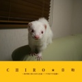 CHIRO★日和