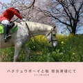 ハクリュウボーイと桜 奈良津堤にて