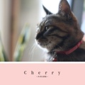    Cherry   