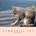Community cat