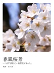 春風桜景