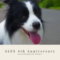 ALEX 4th Anniversary