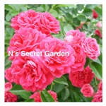 N's Secret Garden