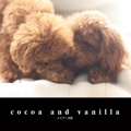 cocoa and vanilla