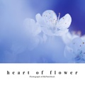 heart of flower