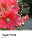 flower/sea