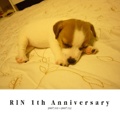 RIN 1th Anniversary