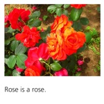 Rose is a rose.