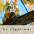 Squirrel & Chipmunk